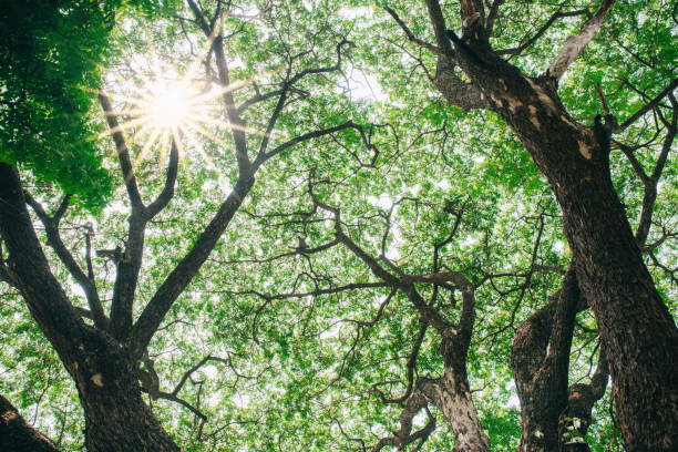 istock Big tree and green leaves with sunlight for background 1137785223