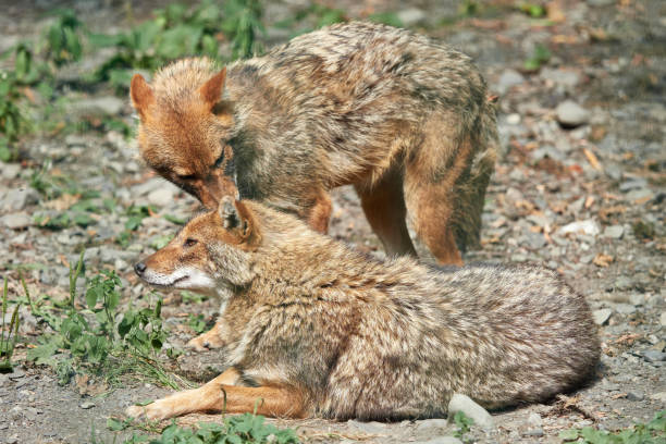 istock Two jackals are resting on stony ground. Golden jackal Canis aureus 1137786051