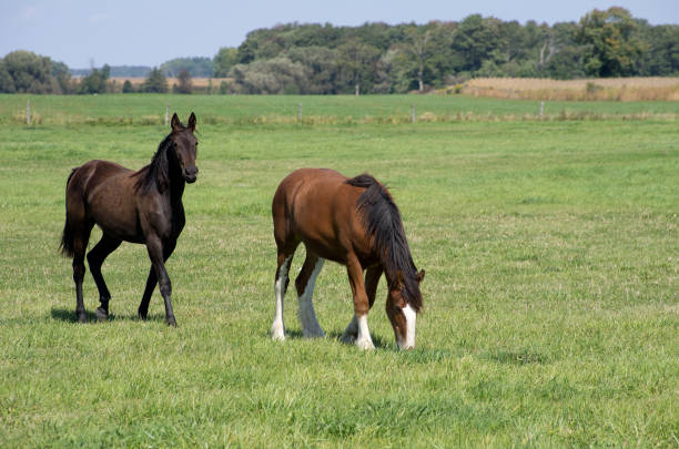 istock Two Horses Grazing in Pasture 1137786138