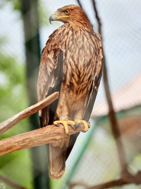 istock Steppe Eagle proudly sits on a branch. Aquila nipalensis 1137786203