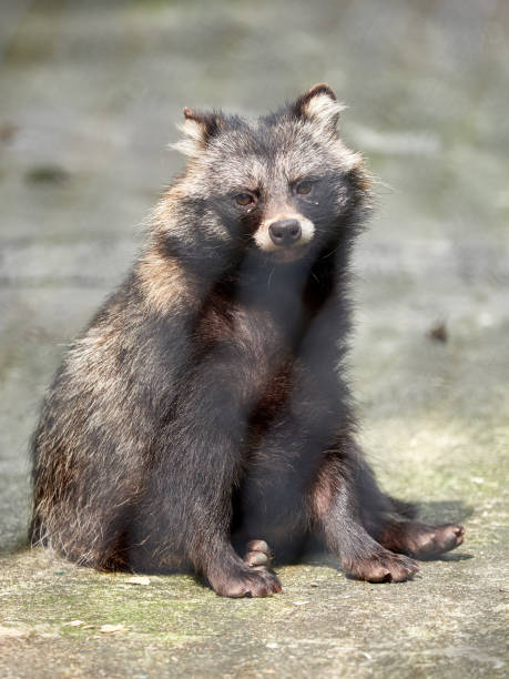 istock Raccoon sits on the ground. Procyon lotor 1137786204