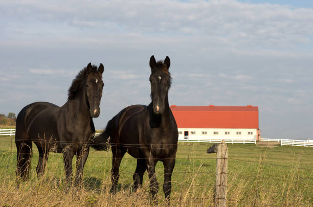 istock Two Horses by Fence 1137786315