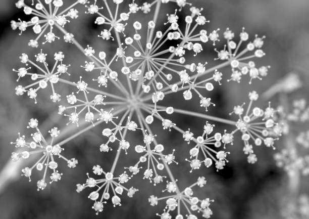 istock CUMIN FLOWER IN BLACK AND WHITE 1137786477