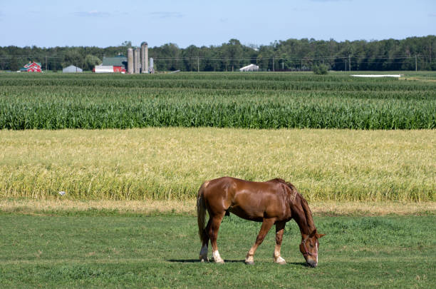A single work horse grazing in a summer pasture with Mennonite farm buildings in the distance.