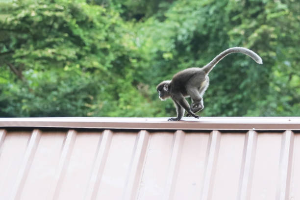Leaf monkeys are jumping on the roof, Dusky Langur species Leaf monkeys are jumping on the roof, Dusky Langur species in Thailand little monkeys playing on roof stock pictures, royalty-free photos & images
