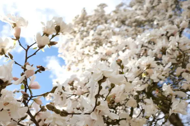 Photo of High-key image of a magnolia (Magnolia x loebneri 'Merrill') in bloom, with its profusion of white flowers, on a bright March day in England