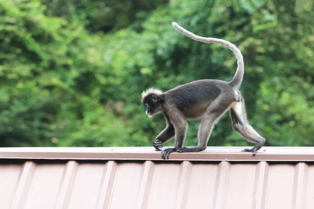 Leaf monkeys are jumping on the roof, Dusky Langur species Leaf monkeys are jumping on the roof, Dusky Langur species in Thailand little monkeys playing on roof stock pictures, royalty-free photos & images