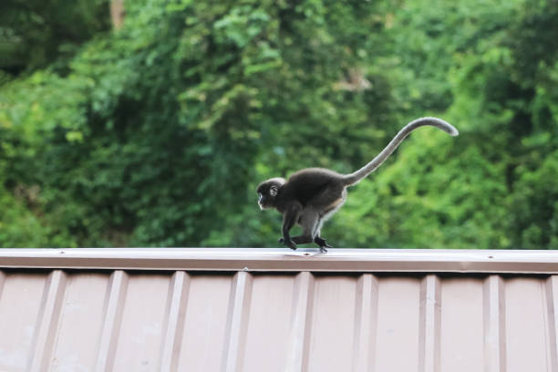 Leaf monkeys are jumping on the roof, Dusky Langur species Leaf monkeys are jumping on the roof, Dusky Langur species in Thailand little monkeys playing on roof stock pictures, royalty-free photos & images