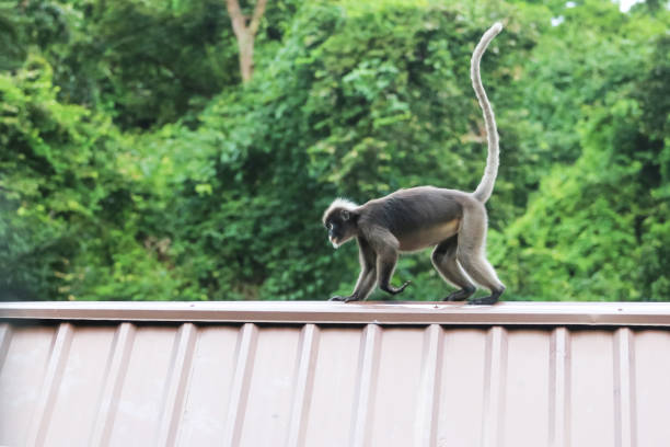 Leaf monkeys are jumping on the roof, Dusky Langur species Leaf monkeys are jumping on the roof, Dusky Langur species in Thailand little monkeys playing on roof stock pictures, royalty-free photos & images