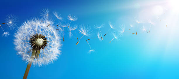 dandelion with seeds blowing away blue sky - dandelion imagens e fotografias de stock