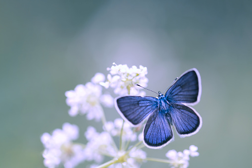 blue betterfly on a flower blur background