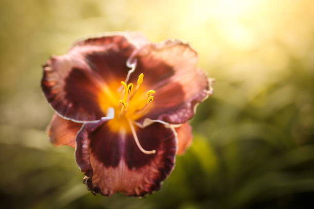 istock Daylily Hemerocallis flower 1137790807