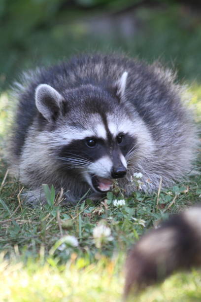 istock Raccoon family having fun 1137790924