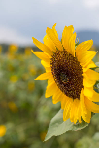 istock Blooming sunflowers blossoms in the summer 1137791765