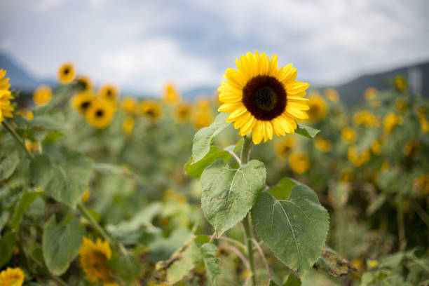 istock Blooming sunflowers blossoms in the summer 1137791803