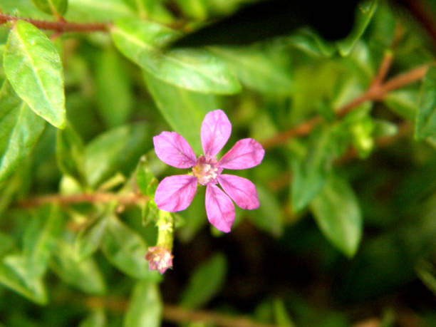 istock Purple flower on green leaf 1137795325