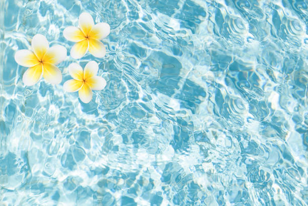 28,500+ Flower Water Surface Stock Photos, Pictures & Royalty-Free ...