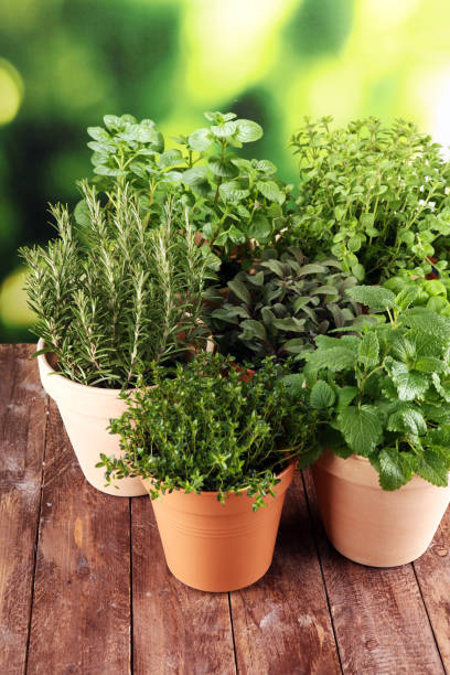 istock Homegrown and aromatic herbs in old clay pots on rustic background 1137795955