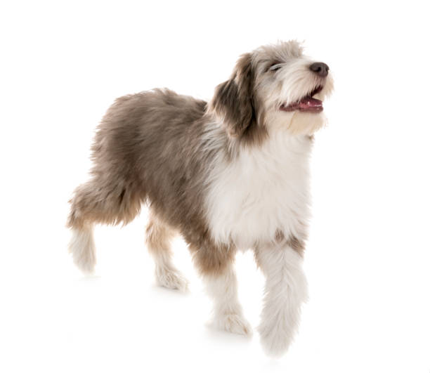 istock puppy bearded collie 1137796117