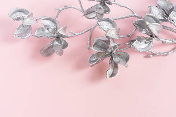 Magnolia Flowers on pink Magnolia silver flowers on twig on plain pink background magnolia white flower large stock pictures, royalty-free photos & images