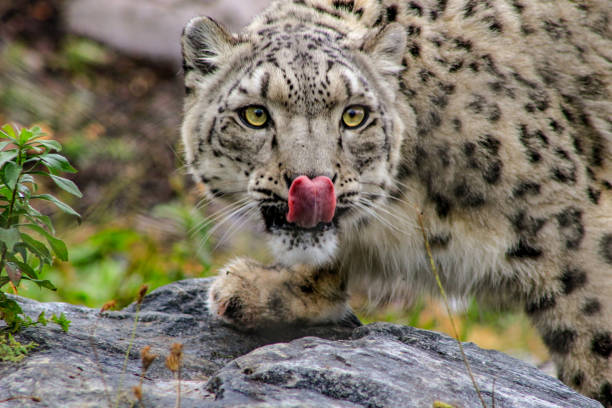 snow leopard, (Panthera uncia), portrait of his head, with his mouth open and looking up