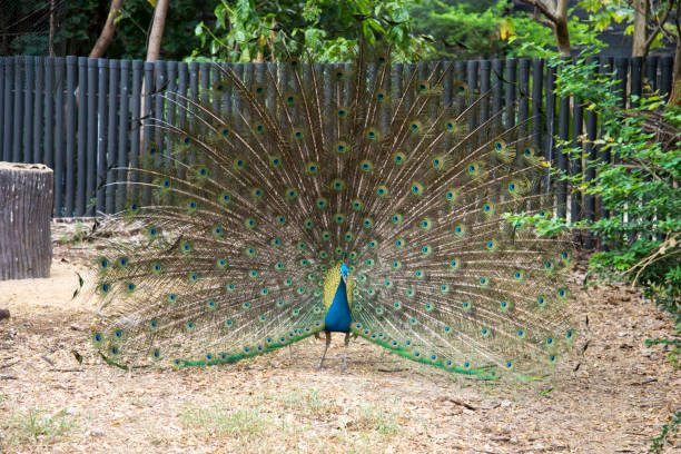 istock Beautiful peacock. male peacock displaying his tail feathers. 1137797562