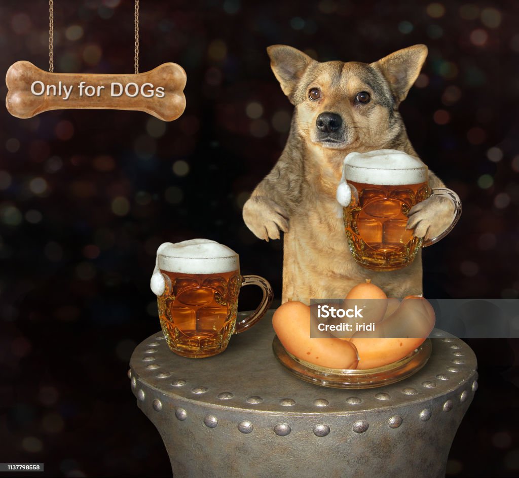 Tổng hợp các ảnh chó uống bia vô cùng hài hước và đáng yêu