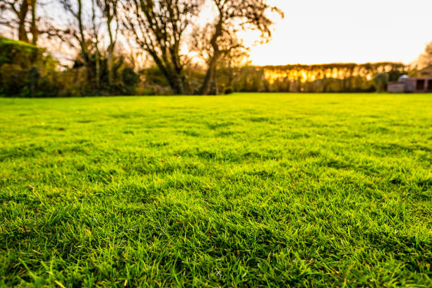 istock Shallow focus using HDR techniques to show a lush, well maintained lawn seen in  a large garden at sunset. 1137800071