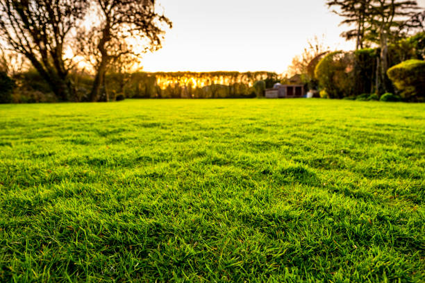 istock Shallow focus using HDR techniques to show a lush, well maintained lawn seen in  a large garden at sunset. 1137800082