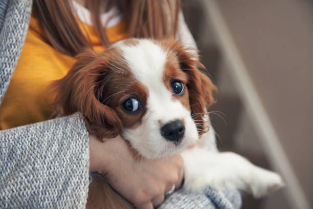 istock A Cavalier King Charles Spaniel puppy in someones arms 1137800993