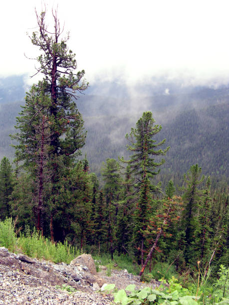 istock Mystic fog in mountains 1137802408
