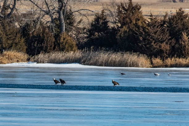 istock Three Bald Eagles fishing on ice in winter migration 1137802409