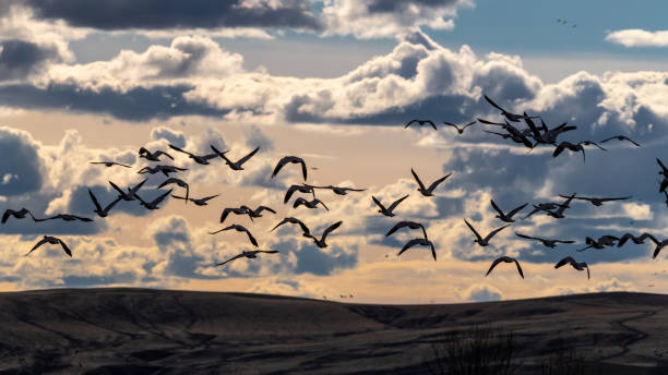 istock Many migrating Snow Gees fly off into the sunset over land with clouds 1137804695