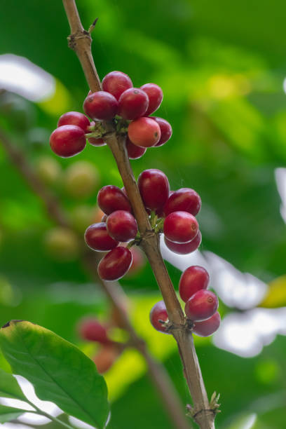 Red ripe coffee beans Red ripe coffee beans (Coffea arabica) in a branch with green vegetation background java colombia stock pictures, royalty-free photos & images