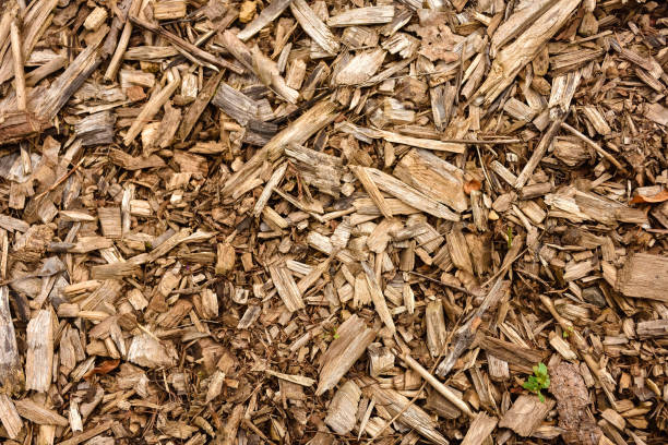 istock wood sawdust, sawdust texture 1137806152