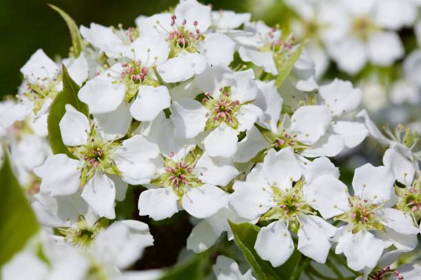 istock Blossoming of cherry flowers 1137806268