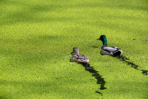 ducks swimming through duckweed - duckweed imagens e fotografias de stock