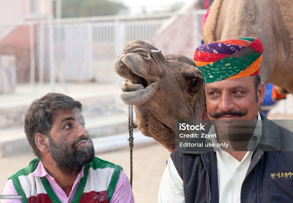 Camel Festival In Bikaner Rajasthan State India Stock Photo - Download  Image Now - Adult, Agricultural Fair, Animal - iStock