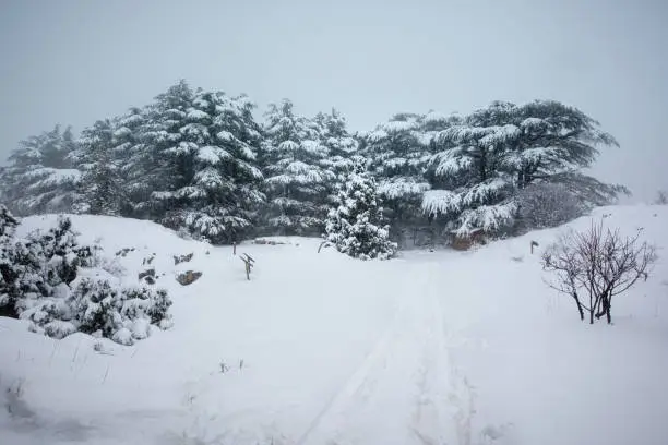 Photo of Cedar forest under snow in winter