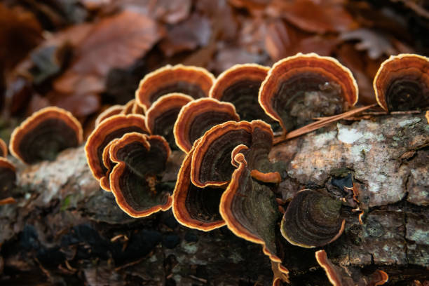istock Curtain Crust Mushrooms Growing on Log in Winter 1137809197