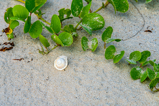 Washed up white shell on Pakarang beach, Thailand.