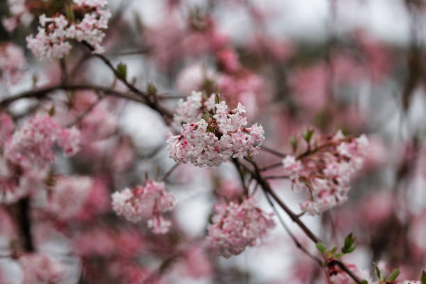 Branch of Viburnum bodnantense Dawn flowering tree in the spring garden Branch of Viburnum bodnantense Dawn flowering tree in the spring garden. Macro photography of nature. viburnum stock pictures, royalty-free photos & images