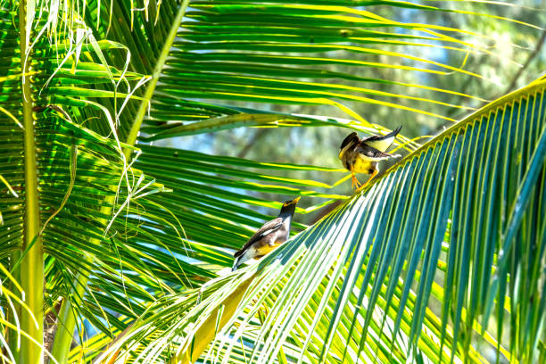 istock Mynah Birds in Thailand 1137810996