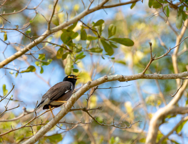 istock Mynah Bird in Thailand 1137811078