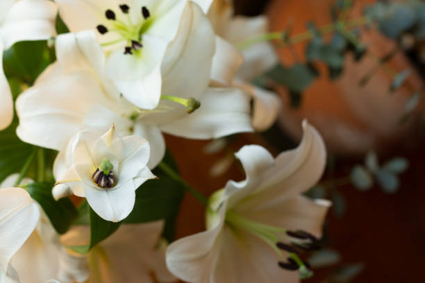 istock white lilies flowers 1137816243