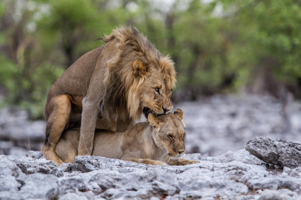 istock Lion - Mating couple - Etosha 1137816995