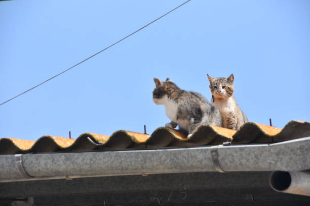 istock Two cats sitting on THE ROOF 1137817917