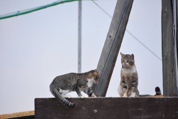 istock Two cats sitting on a basketball 1137817922