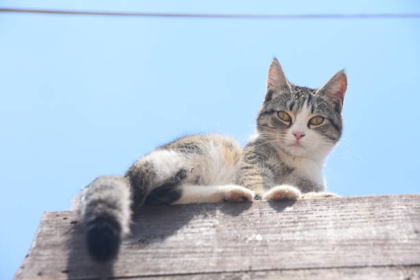 istock cat sitting on a basketball 1137817945
