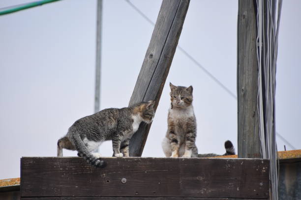 istock Two cats sitting on a basketball 1137817946